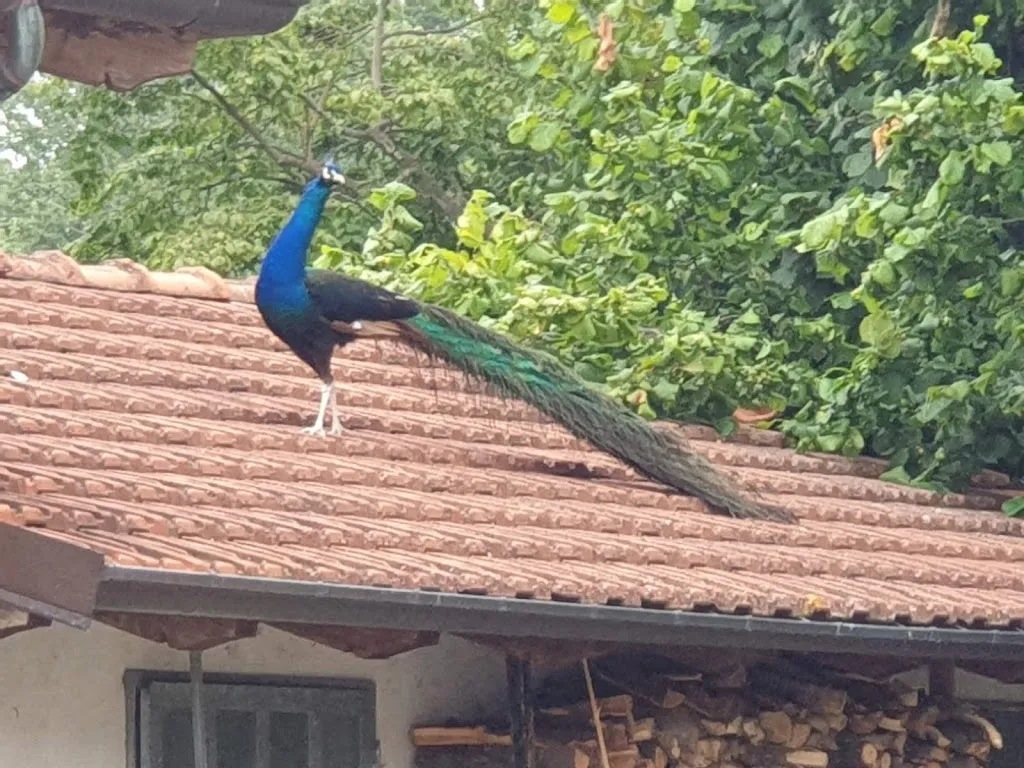 David Taylor_Ristorante - Albergo Madonna della Neve_Cessole_Bewertung