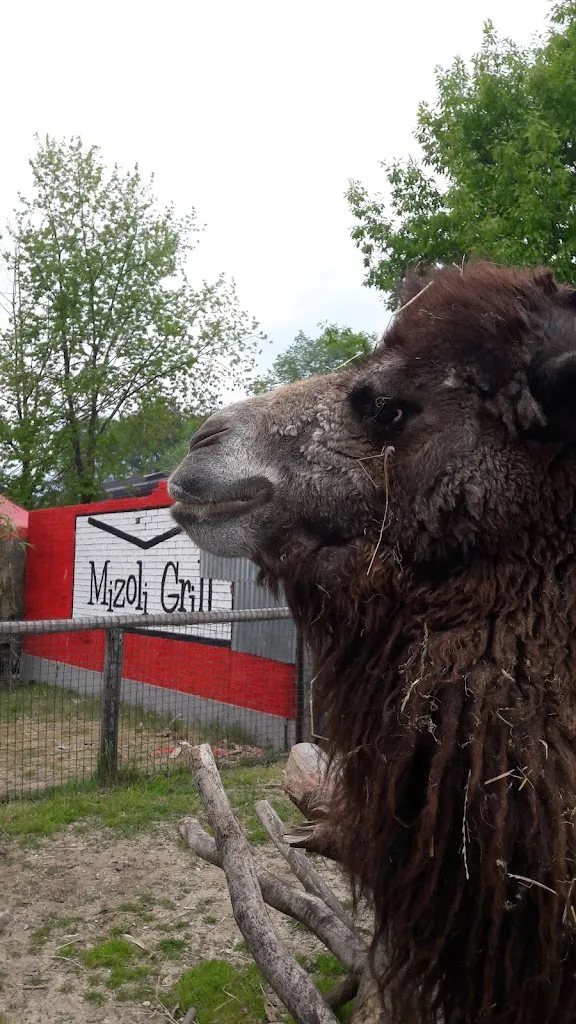 Mizoli Grill_Cumiana_slider_image_3