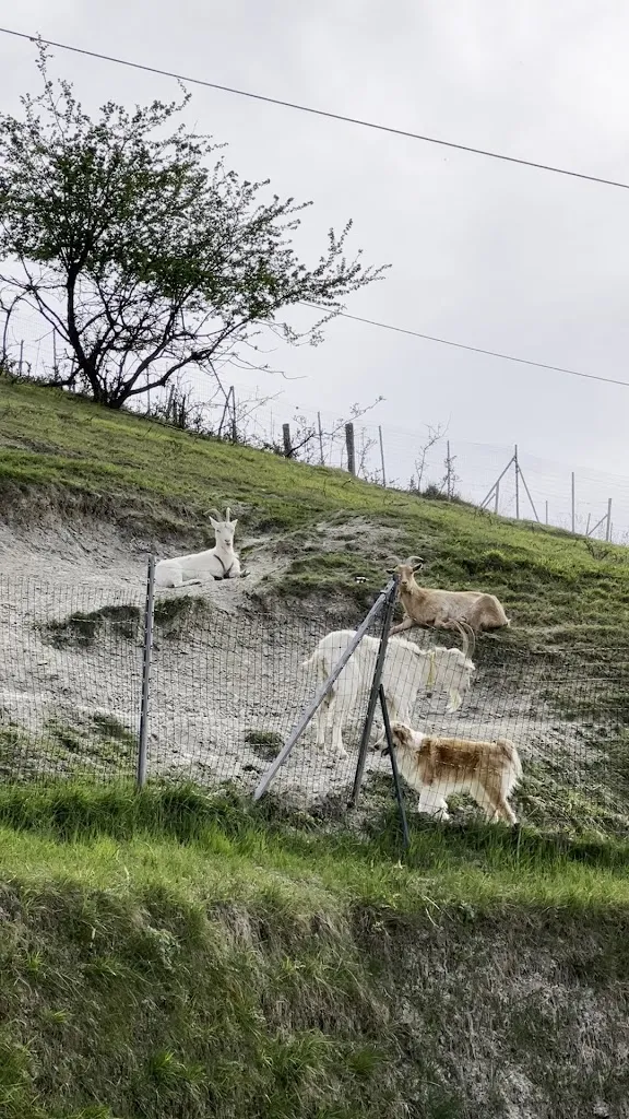 Amerigo Valenti_Osteria I Rebbi_Dogliani_review