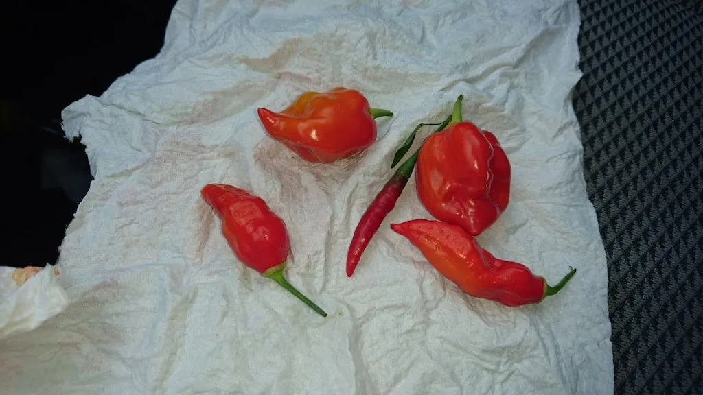 Menu_Sgambato Vincenzo_Drubiaglio-Grangia_image_2