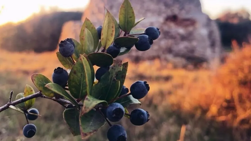 Masseria Voluzzi Ristorante_Copertino_slider_image_3