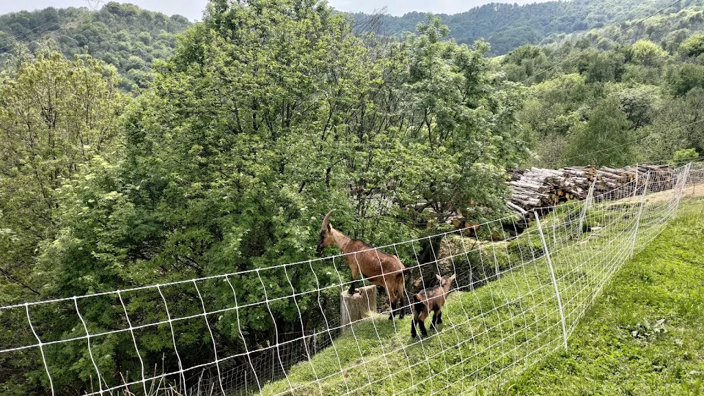 R S_Home restaurant MangiaCiccia azienda agricola Giovannini_Forno Canavese_review