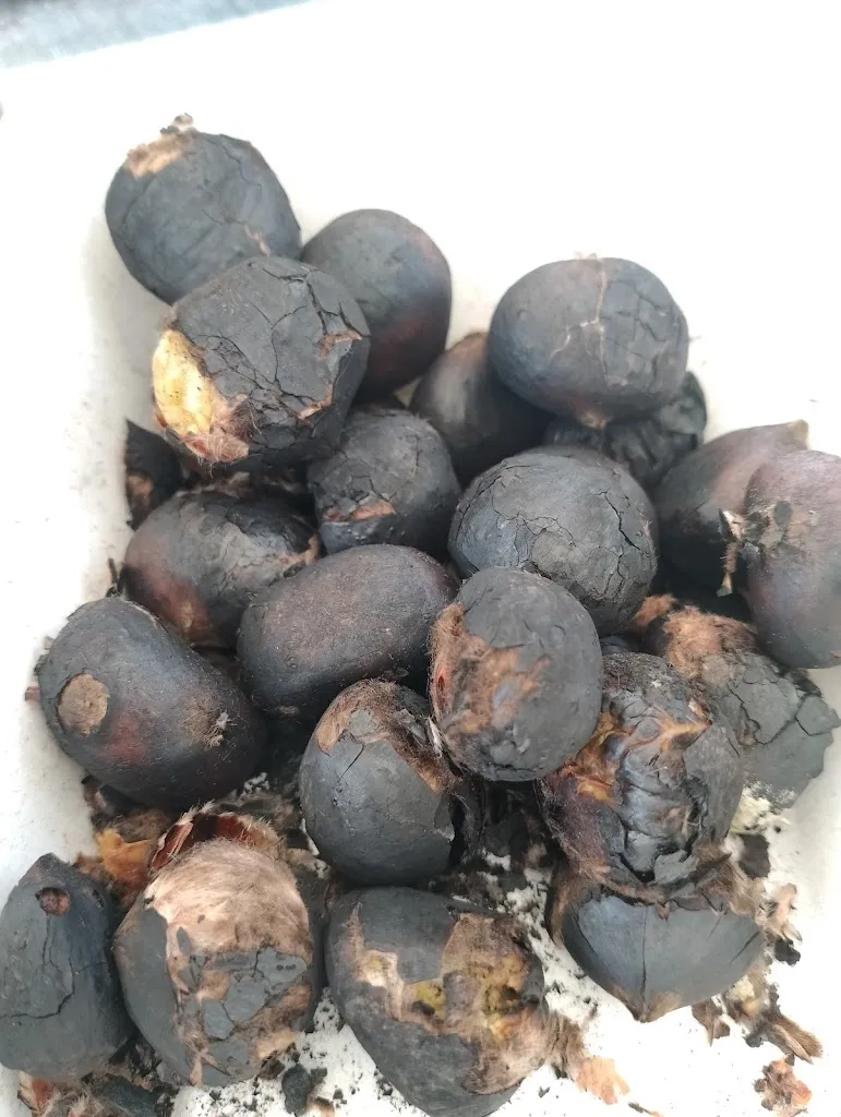 Menu_La Pelata_Frabosa Soprana_image_4