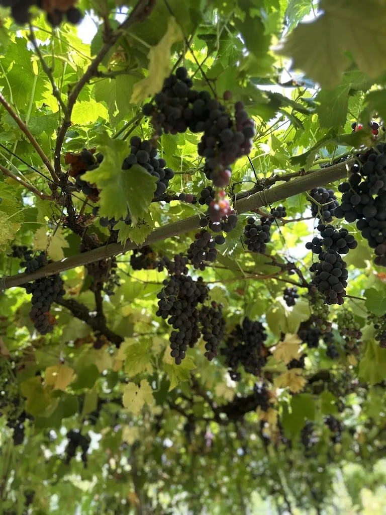 Liliya Makhlaychuk-Sharma_Agriturismo Tenuta La Marchesa_Francavilla Bisio_review