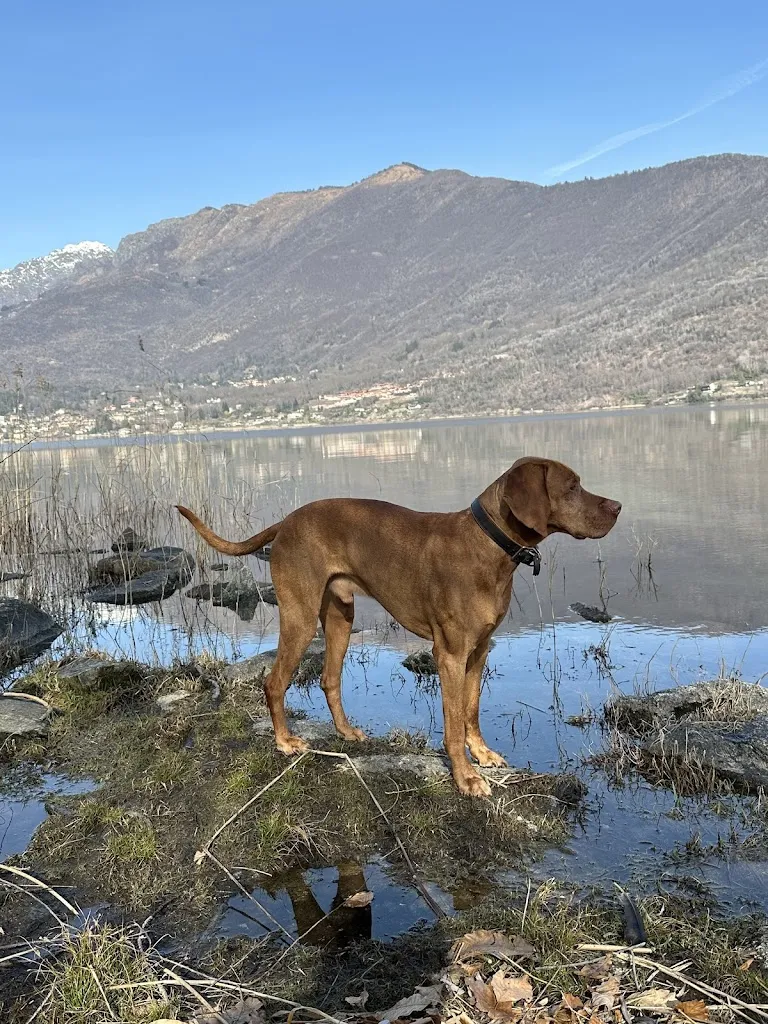 Ghiffa restaurant in Ghiffa