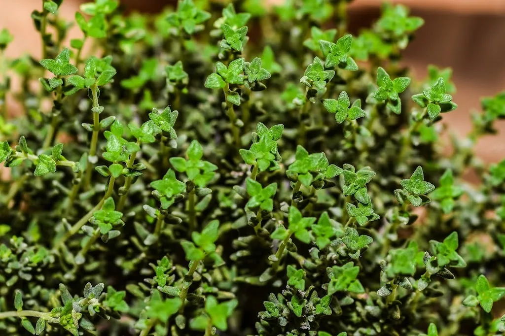 Ristorante Timo e Rosmarino_Litta Parodi-Cascinagrossa_slider_image_3