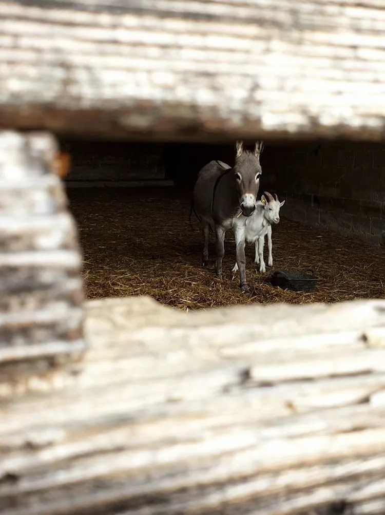 Filip Petrovic_Agriturismo Cargandino_Mezzomerico_recensione