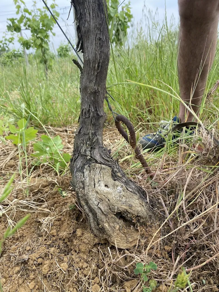 Amy Bellotti - Lanteri_Tere Ruse Agriturismo Biologico e Cantina_Mombaruzzo_review