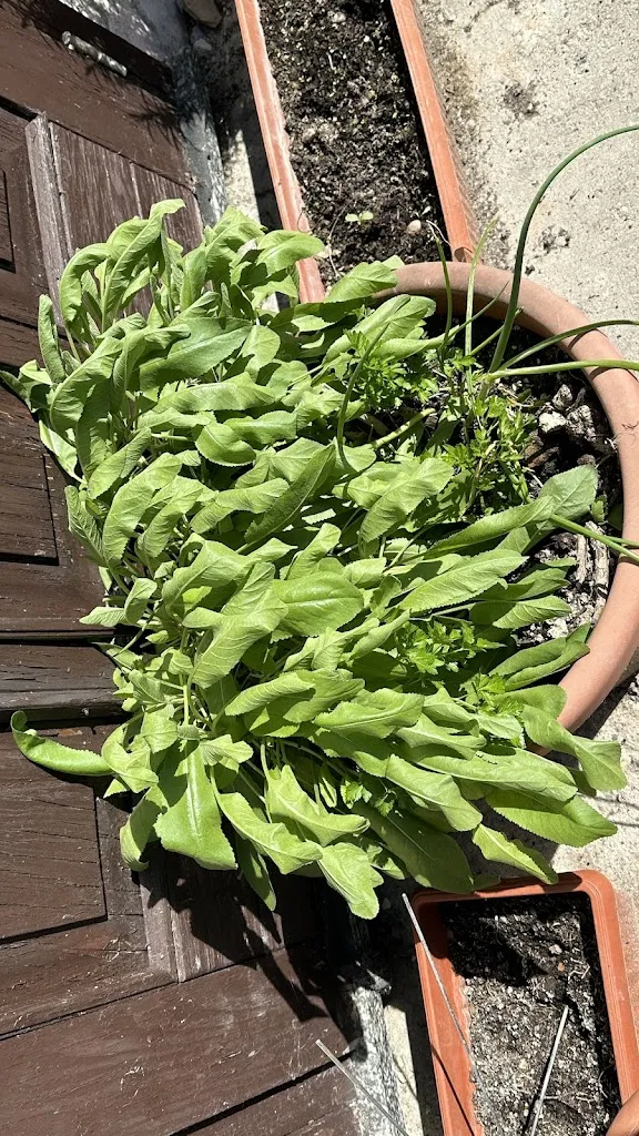 Ghianda 01_La Locanda del Borgo_Moncestino_review