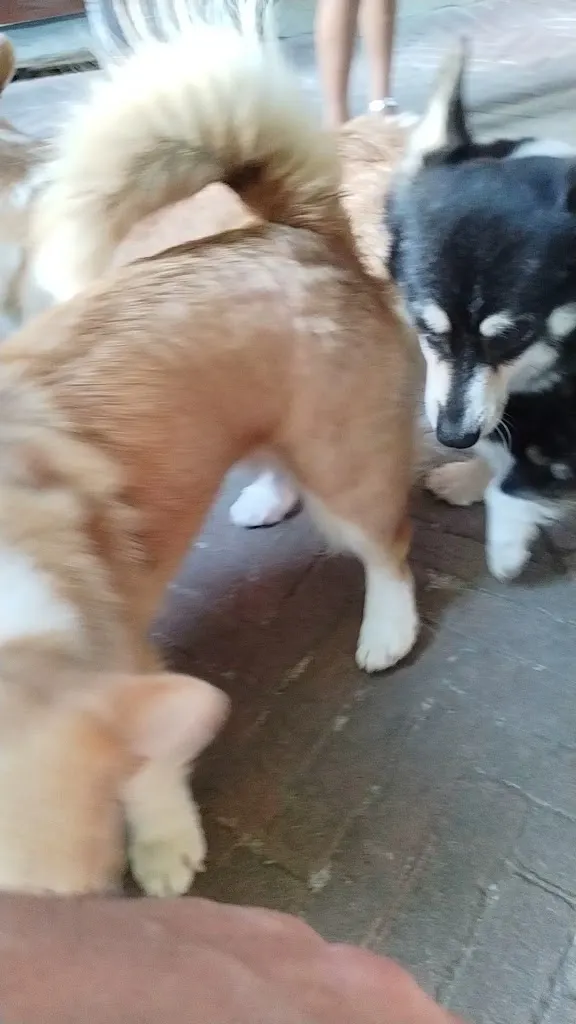 Michele Parri_Villa Bodo Sommariva_Moncrivello_review