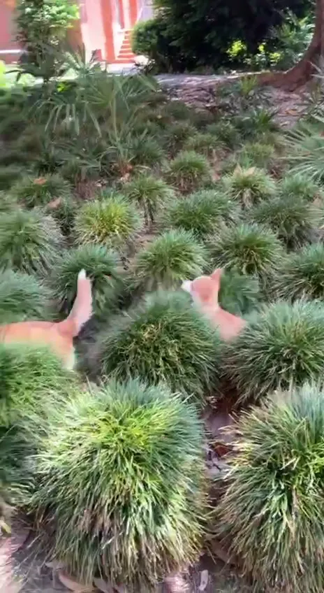 Lorenzo Malfiore_Villa Bodo Sommariva_Moncrivello_review