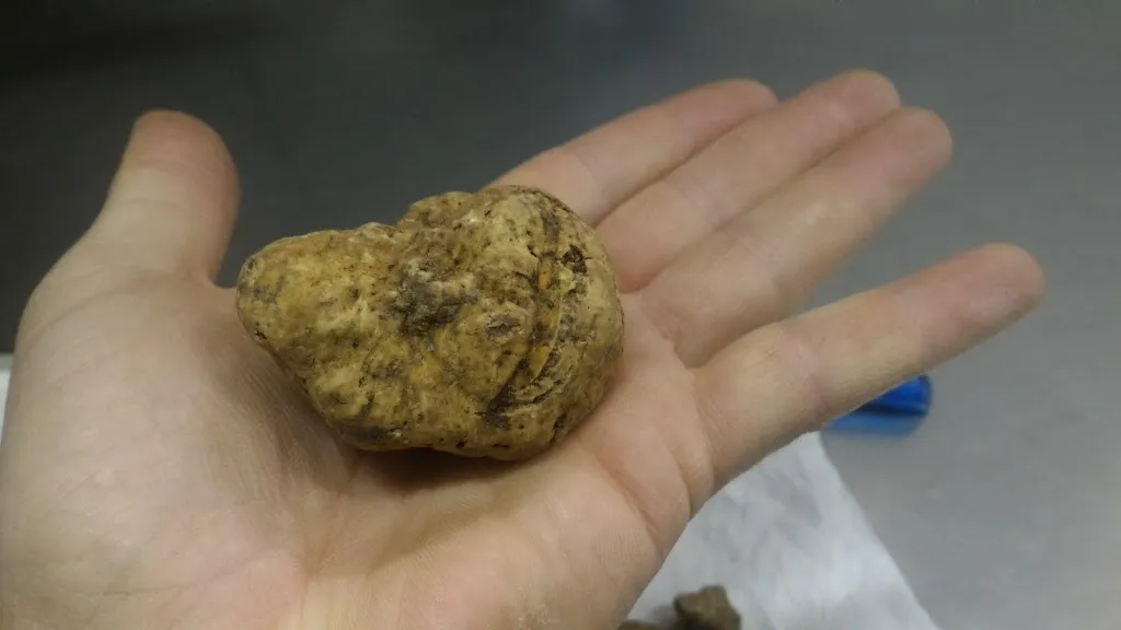 Menu_Ristorante Pizzeria - AFFITTACAMERE - Drago 2_Monesiglio_image_7