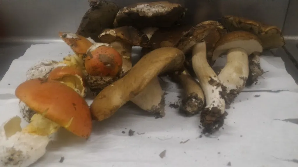 Menu_Ristorante Pizzeria - AFFITTACAMERE - Drago 2_Monesiglio_image_9