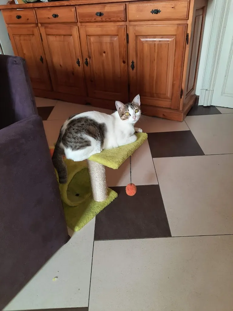 Pizzeria Il Vicolo Di Cellante Roberta restaurant in Montanaro