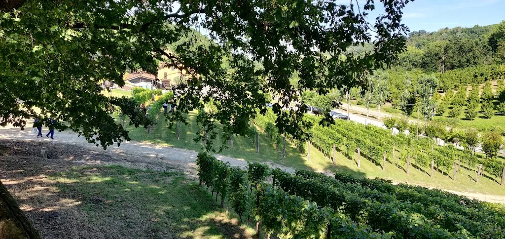 sergio battaglino_MonteOliveto di Casa'_Monticello d'Alba_review