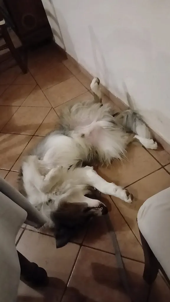 Lakascina Ristorante - Pizzeria al tegamino_Piverone_slider_image_2