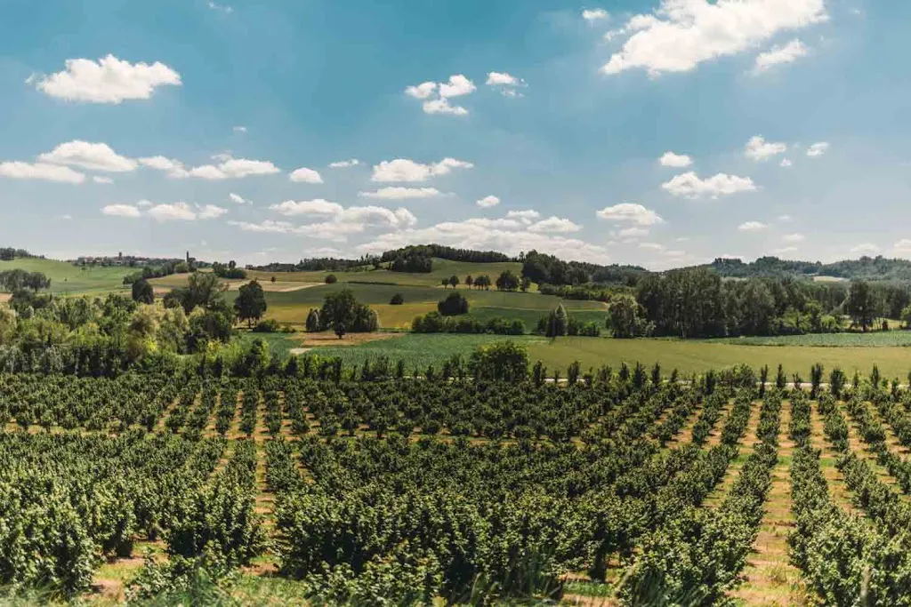 Area Attrezzata Azienda Agricola F.lli Durando_Portacomaro_slider_image_2