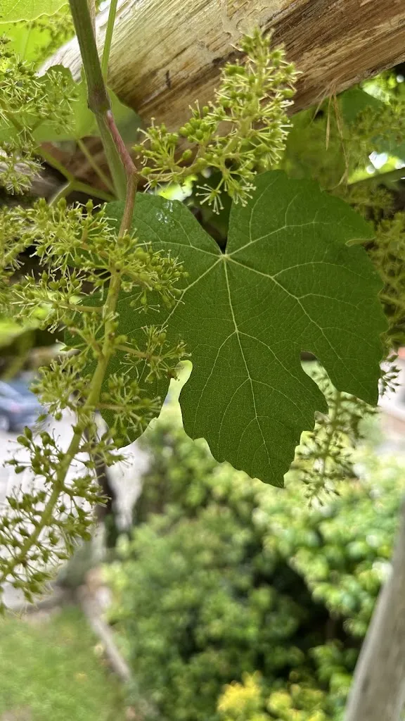 Francesco Negri_La Topia_Postua_review