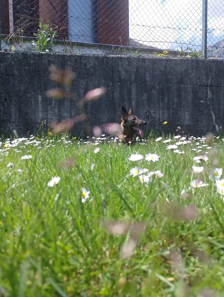 Ermanno Milesi_Abrì_Pradleves_review