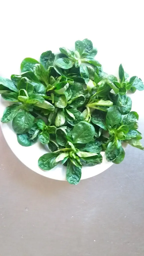 Menu_RISTORANTE BAR IL PONTE_Quassolo_image_4