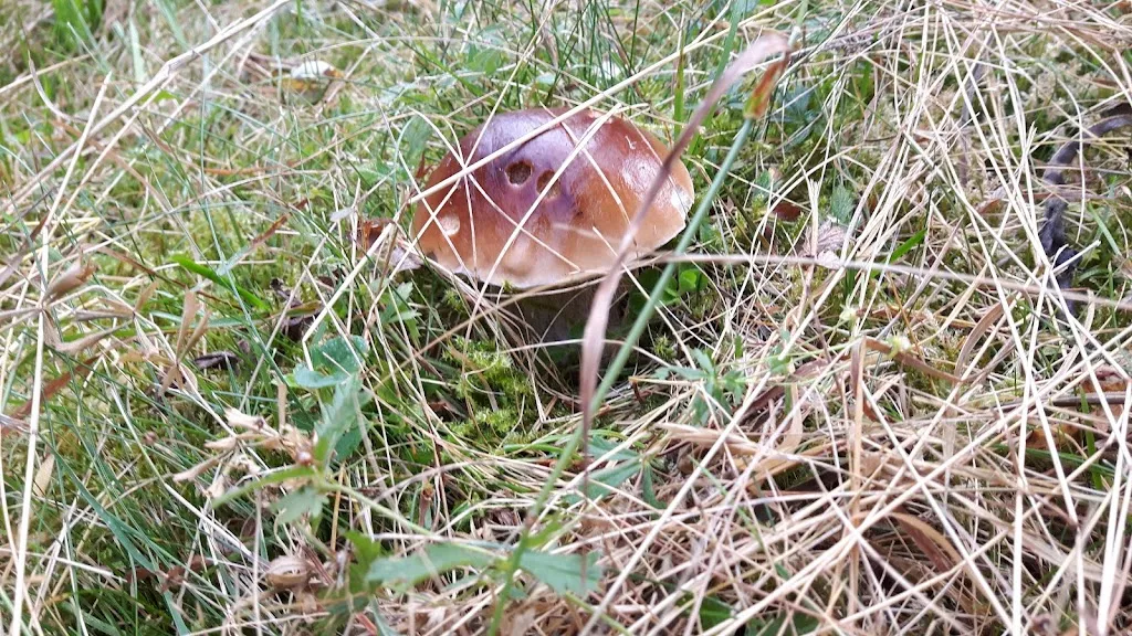 Ristorante La Pineta_Roburent_slider_image_1