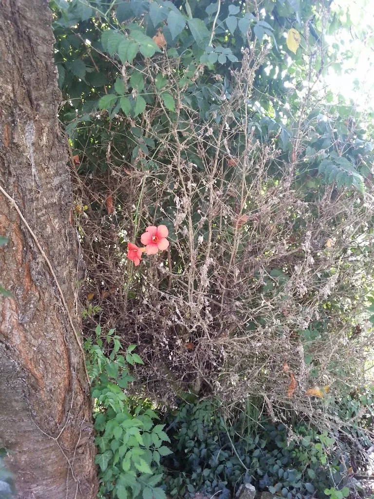 Ristorante La Piazzetta_Saluggia_slider_image_3