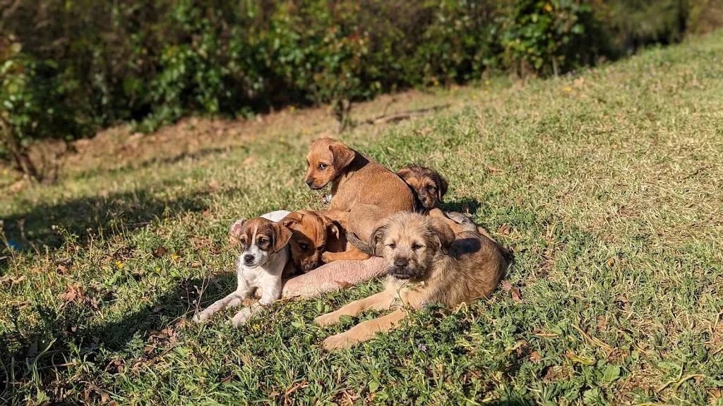 Bastian Thurneysen_Farm of the little prince_San Damiano d'Asti_review