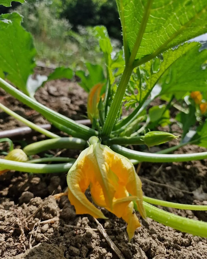 Cascina Malerbe_San Raffaele Cimena_slider_image_2