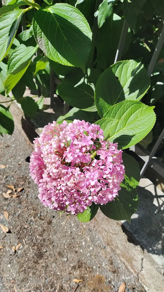 rossella d'alconzo_Il Sentiero dei Franchi - La cucina di Matilde_Sant'Antonino di Susa_review