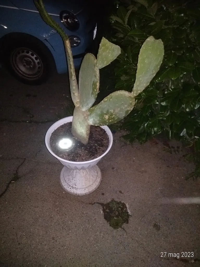 Ciro De Vivo_Rosso Pachino_Scalenghe_recensione