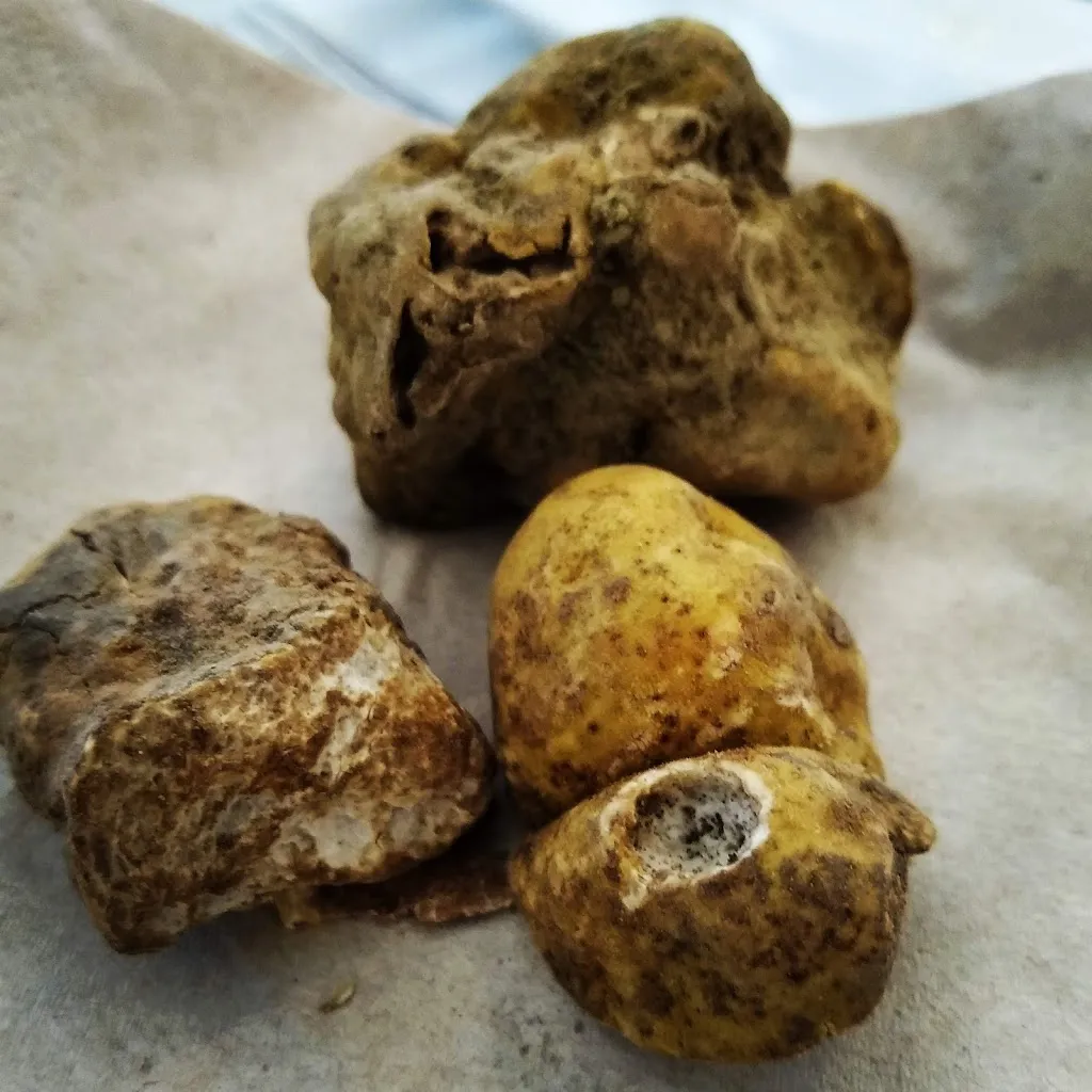 Menu_Albergo Ristorante Italia_Serralunga d'Alba_image_6