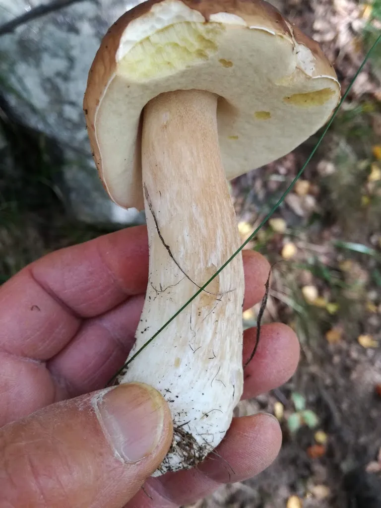 Menu_Agriturismo Belvedere_Settimo Vittone_image_5