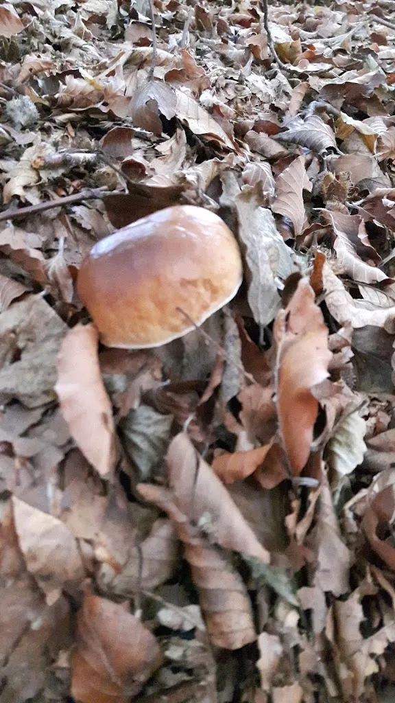 Menu_Ristorante Le due Valli_Valgioie_image_8