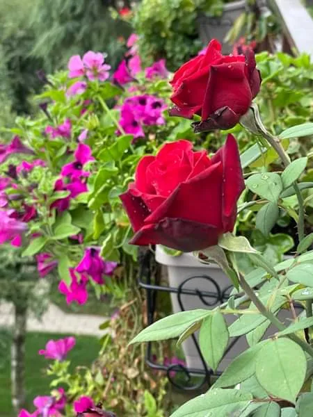 Trattoria Tennis di Cerrione_Vergnasco_slider_image_3