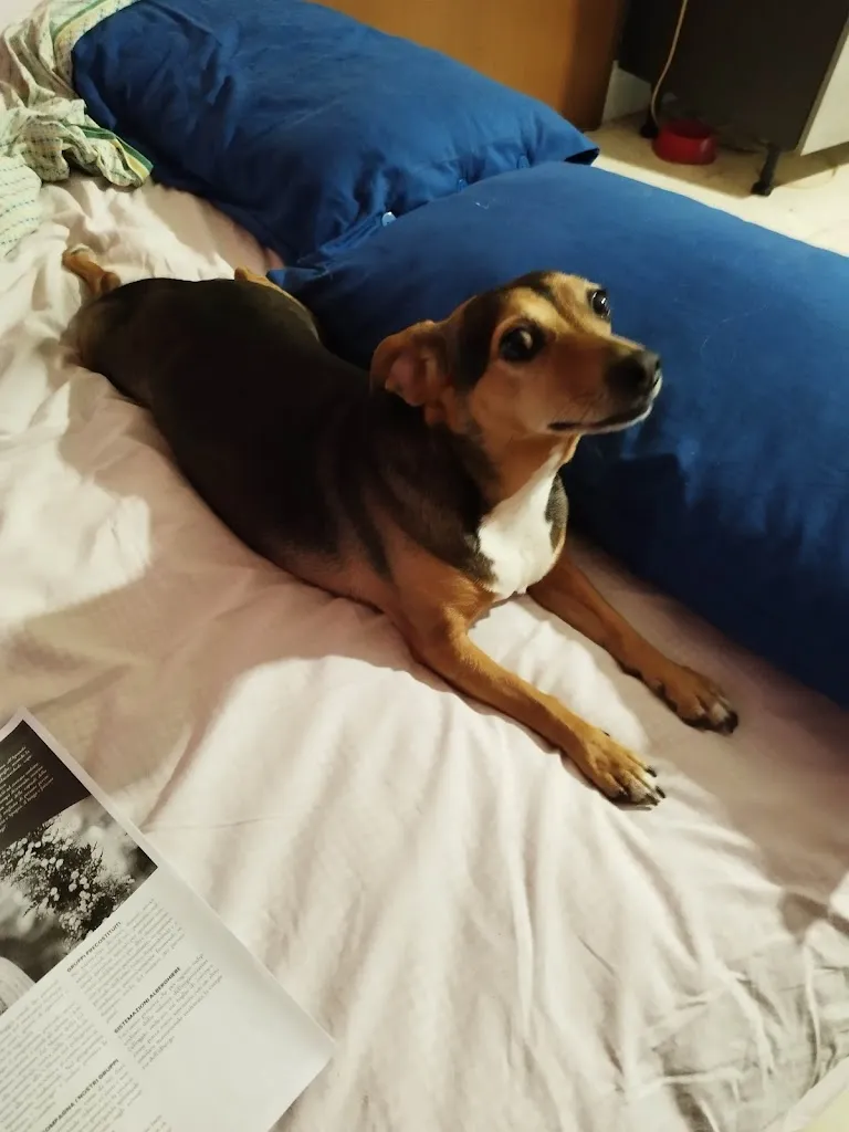 Claudio_Agri Break Piadineria_Villanova d'Asti_review