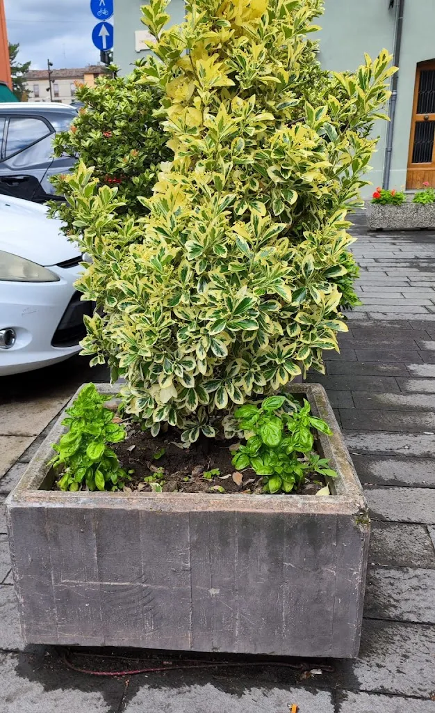 Gianpaolo T._Balkan food_Massa Lombarda_review