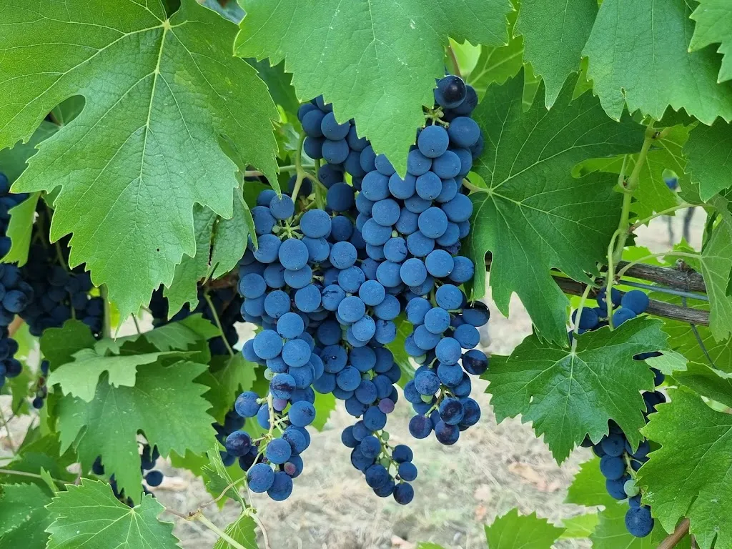 Agriturismo Vignoli_Riolo Terme_slider_image_1