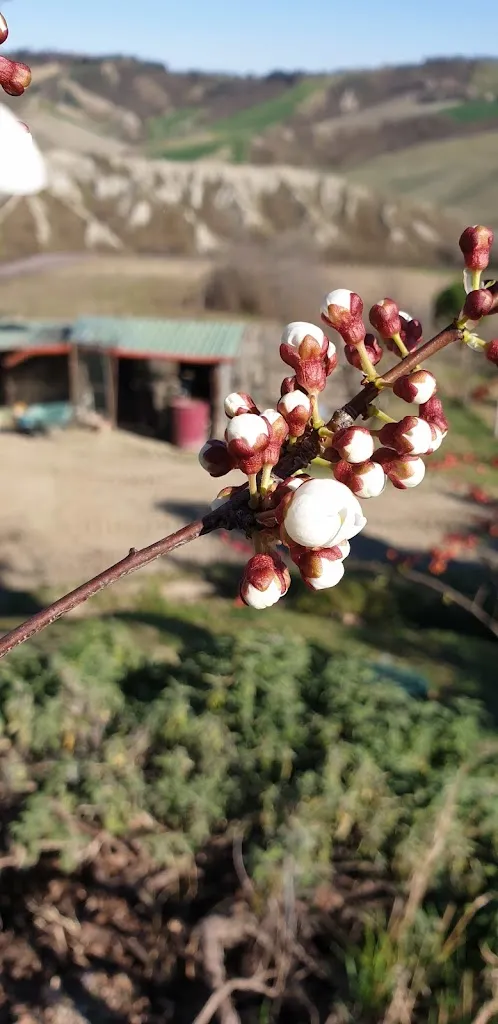 Agriturismo Vignoli_Riolo Terme_slider_image_3