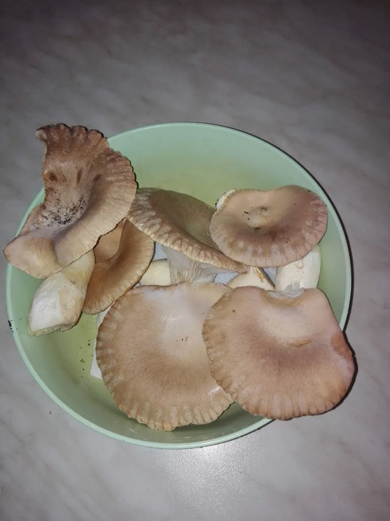 Menu_Pizzeria Agora' Di Cirignaco Giorgio_Galatone_image_3