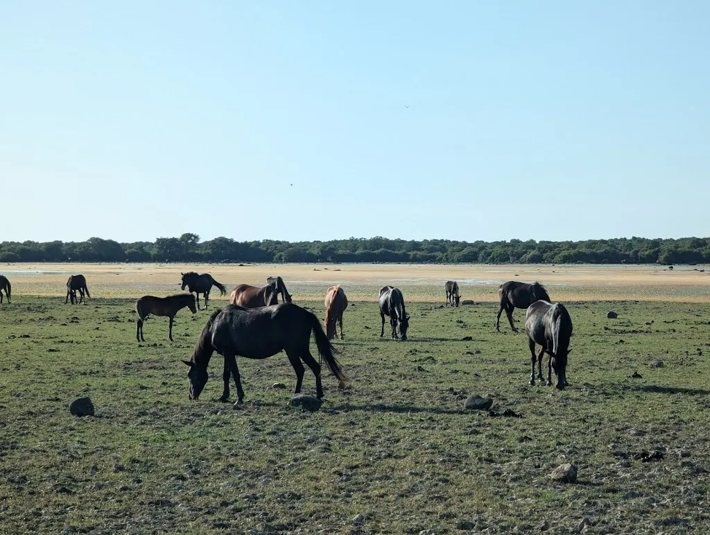 Thomas Hicken_Centro Visite - Punto Ristoro - Parco della Giara_Albagiara_review