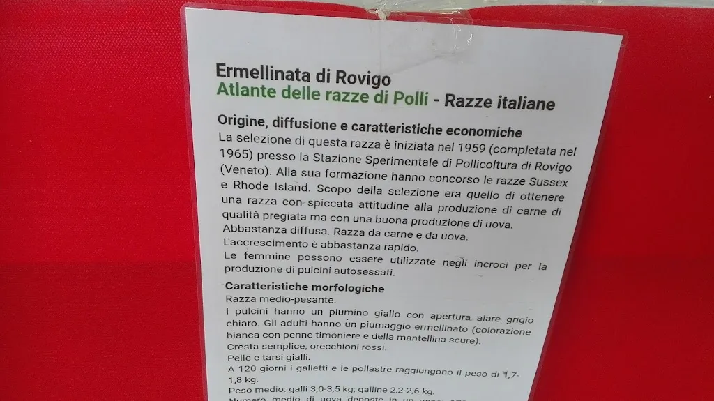 Menu_L'Orchidea Ristorante Pizzeria_Arborea_image_1