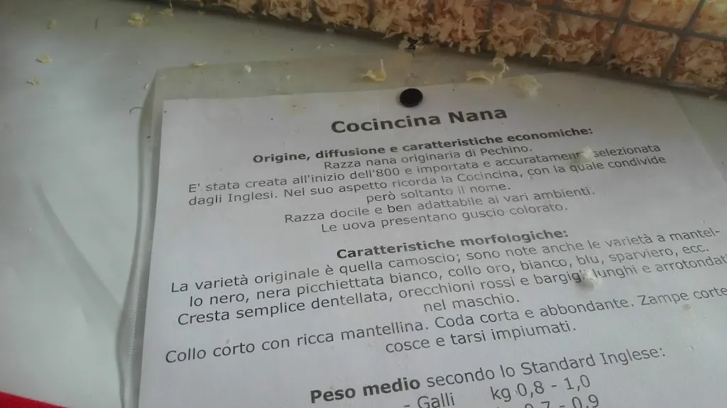 Menu_L'Orchidea Ristorante Pizzeria_Arborea_image_2