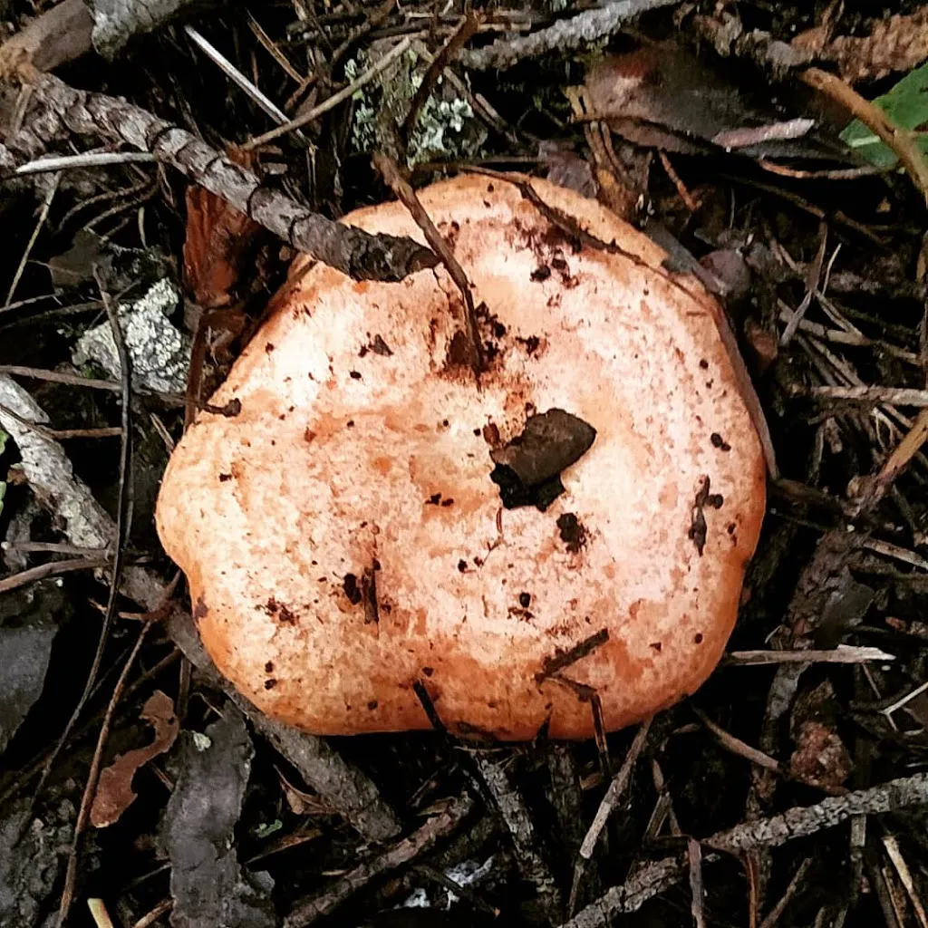 Agriturismo su Niu de S'Achili_Armungia_slider_image_3