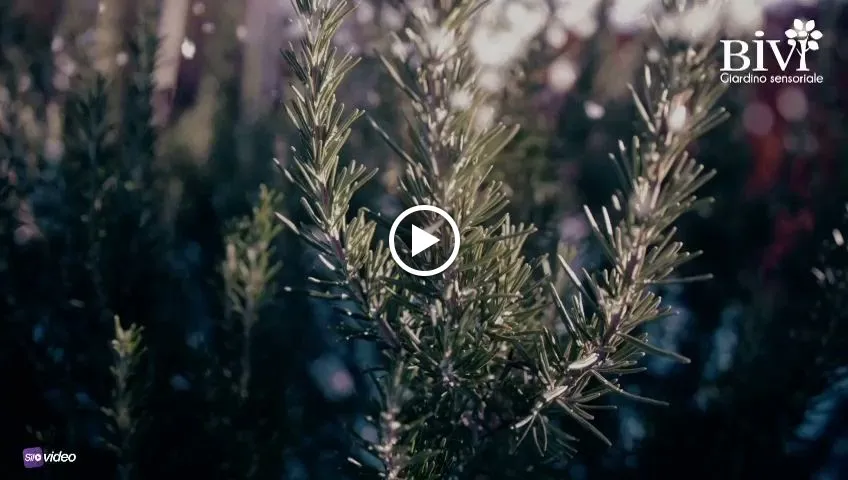 BIVI | Ristorante - Giardino sensoriale_Bidonì_slider_image_2