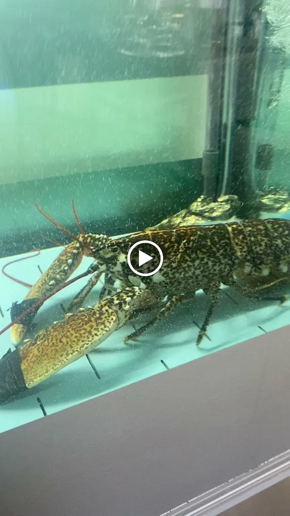 Happy Fish_Bacu Abis_slider_image_2