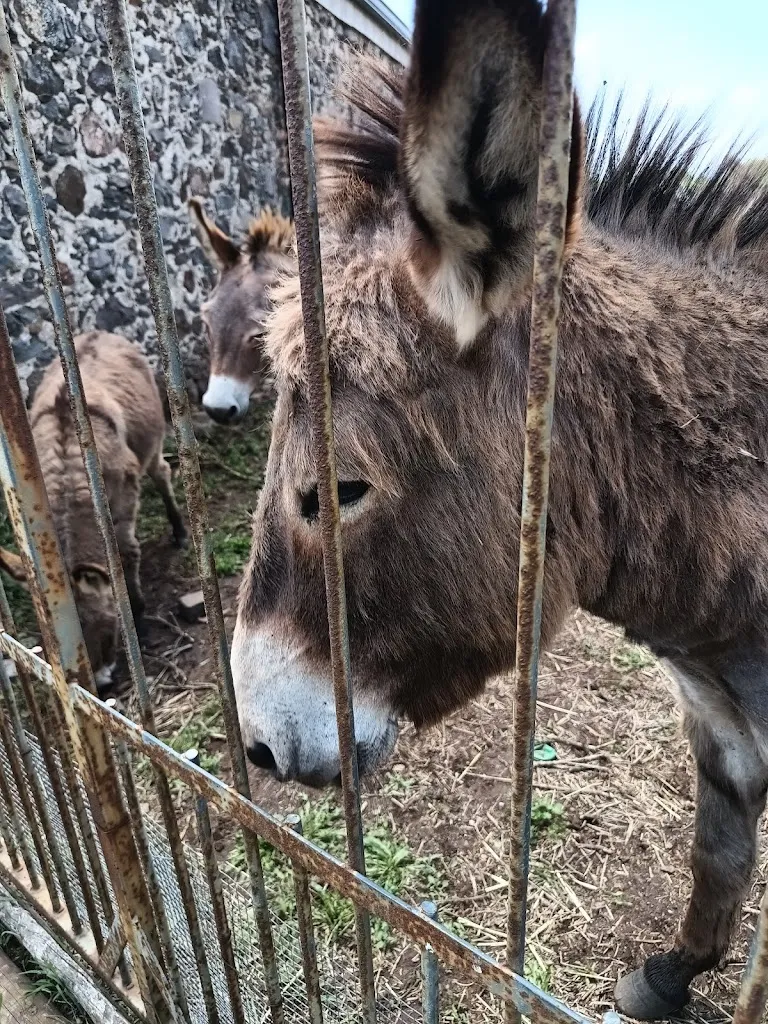 Stefania Piras_Agriturismo Su Forraghe_Bonarcado_review