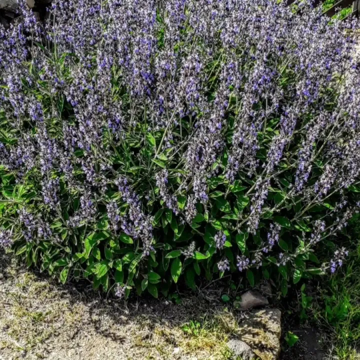 Agriturismo Su Forraghe restaurant in Bonarcado