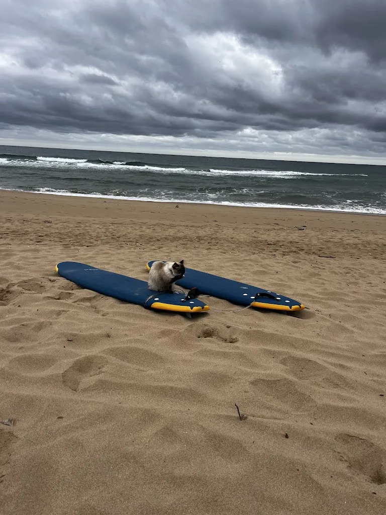 Cat R_DIDOBEACH_Buggerru_review