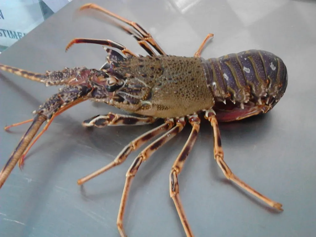 La stella d'Ogliastra_Cardedu_slider_image_2