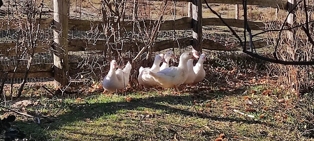 Toni Alfonso_Bar Ristorante Pizzeria Su Filariu _Desulo_review